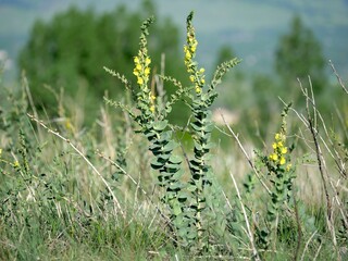 Golden Banner flowers growing among green grass, Colorado