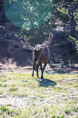 Bull elk with antlers standing in the wild at Rocky Mountain National Park.