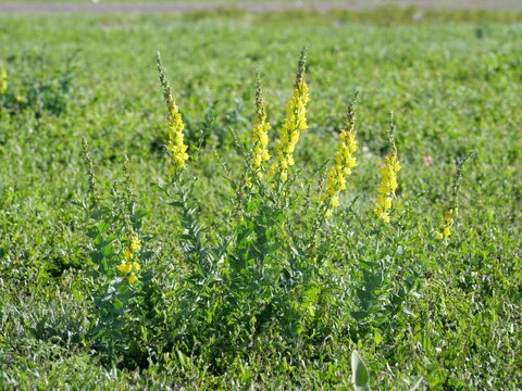 Balkan Toadflax (Linaria genistifolia) invasive yellow wildflower at the end of spring, Colorado