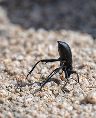 Desert stink beetle (Eleodes armata), Mojave National Preserve, Kelso Sand Dunes, California, USA.