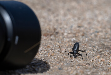 Photographer is tacking picture of desert stink beetle in Mojave desert, Nevada, USA