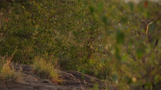 Wide gimbal parallax right to left of bachelor Impala (Aepyceros melampus) walking then running in tall grass savannah in sunrise in Kenya