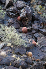 California red Barrel Cactus (Ferocactus cylindraceus) on black lava rocks in the rocky desert, Mojave National Preserve, California, USA.