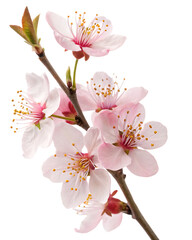 Delicate pink blossom branch isolated on a white background ai png