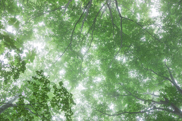 green forest, trees in the fog