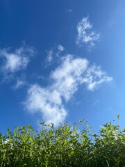 Beautiful green meadow under cloudy blue sky and sunshine