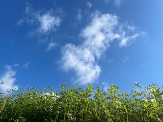 Beautiful green meadow under cloudy blue sky and sunshine