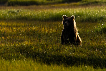 A wild coastal brown bear in Katmai National Park's Hallo Bay in Alaska.