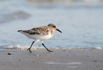 Sanderling feeding on the beach, Galveston, Texas, USA