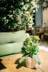 Fresh Flowers on Table with Blooming Street Background