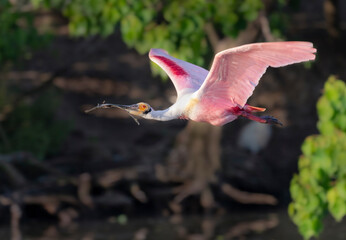  Adult Roseate Spoonbill With Breeding Plumage In Flight.  Clutched firmly in its long, flat beak, a carefully chosen tree stick serves as the perfect building material for its nest.