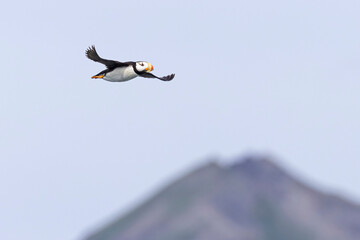 A wild horned puffin in Hallo Bay in Katmai National Park in Alaska.