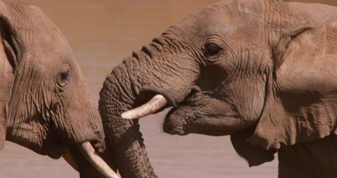 Close-up  of a pair of African Bush Elephant ( Loxodonta africana) headbutting in a waterhole in the savannah grassland at midday in Kenya