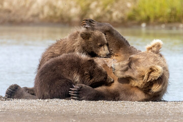 A wild coastal brown bear mother nurses her two young cubs in Hallo Bay in Katmai National Park in Alaska.