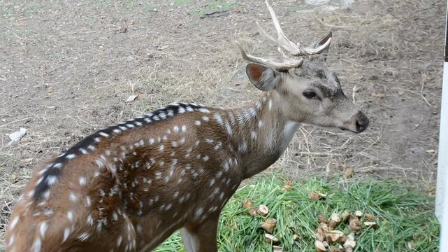 Chital Deer (Spotted Deer/Axis axis / Spotted Deer / Axis Deer is playing in a farm