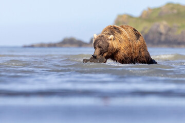 A wild coastal brown bear eats a flounder on the shores of Hallo Bay in Katmai National Park in...