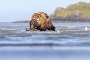 A wild coastal brown bear eats a flounder on the shores of Hallo Bay in Katmai National Park in...