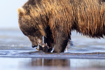 A wild coastal brown bear eats a flounder on the shores of Hallo Bay in Katmai National Park in...