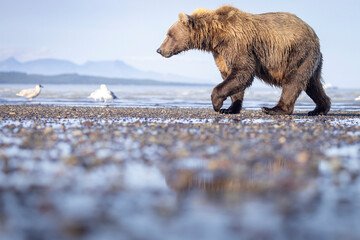 A wild coastal brown bear eats a flounder on the shores of Hallo Bay in Katmai National Park in...