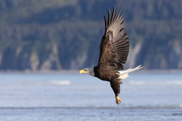 A wild bald eagle patrolling for fish along the coast of Hallo Bay in Katmai National Park in Alaska.