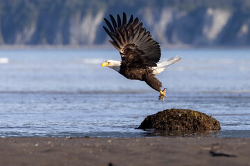 A wild bald eagle patrolling for fish along the coast of Hallo Bay in Katmai National Park in...