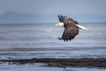 A wild bald eagle patrolling for fish along the coast of Hallo Bay in Katmai National Park in...