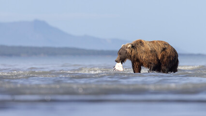 A wild coastal brown bear catches a flounder in Hallo Bay in Katmai National Park in Alaska.