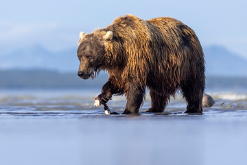 A wild coastal brown bear catches a flounder in Hallo Bay in Katmai National Park in Alaska.