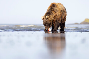 A wild coastal brown bear catches a flounder in Hallo Bay in Katmai National Park in Alaska.