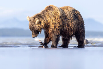 A wild coastal brown bear catches a flounder in Hallo Bay in Katmai National Park in Alaska.