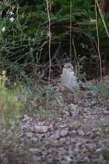 a small sparrow bird in the shrubbery