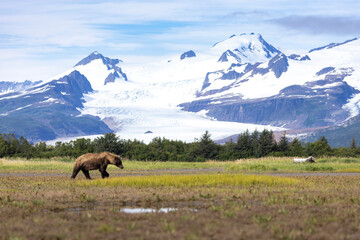 A wild coastal brown bear in Katmai National Park's Hallo Bay in Alaska.