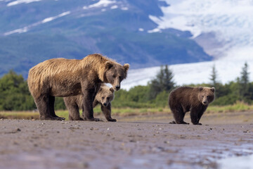 A mother coastal brown bear with her cubs in Hallo Bay in Katmai National Park in Alaska.