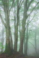 Obraz premium green forest, trees in the fog