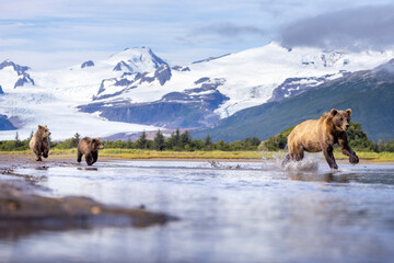 A mother coastal brown bear with her cubs in Hallo Bay in Katmai National Park in Alaska.