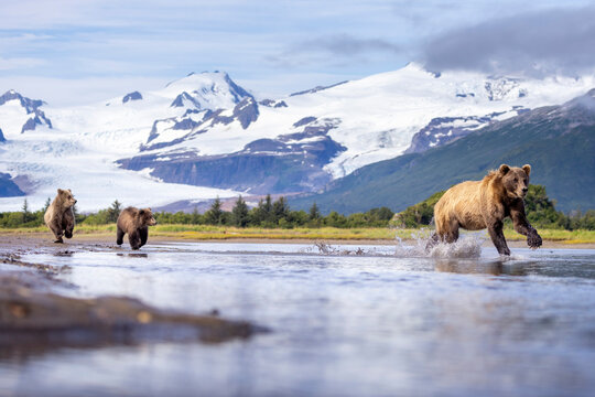 A mother coastal brown bear with her cubs in Hallo Bay in Katmai National Park in Alaska.