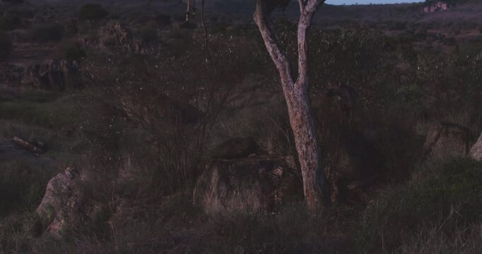 Very wide of a Spotted Hyena (Crocuta crocuta) sniffing a kill as a leopard rests in dry savannah grassland at midday in Kenya
