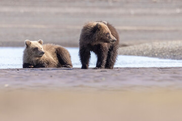Obraz premium Wild coastal brown bear cubs in Hallo Bay in Katmai National Park in Alaska.