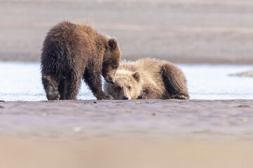 A mother coastal brown bear with cubs in Katmai National Park in Alaska.