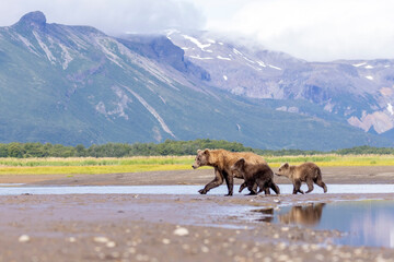 A mother coastal brown bear with cubs in Katmai National Park in Alaska.