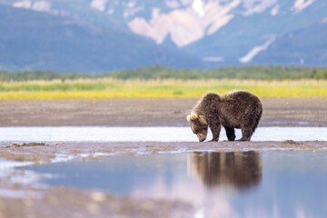 A wild coastal brown bear in Katmai National Park's Hallo Bay in Alaska.