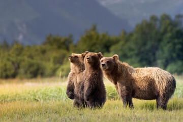 A mother coastal brown bear with her cubs in Hallo Bay in Katmai National Park in Alaska.