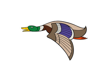 illustration of ballard duck flying on white background