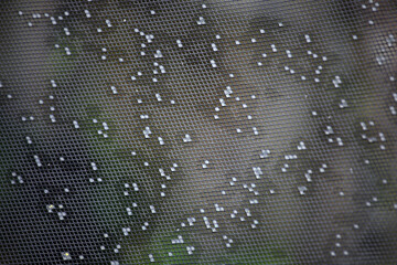 Close-Up of Wet Window Screen with Raindrops in Nature Background