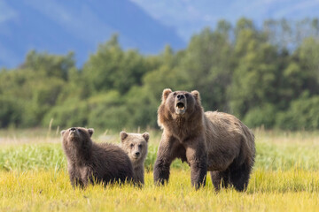 Fototapeta premium A mother coastal brown bear with cubs in Katmai National Park in Alaska.