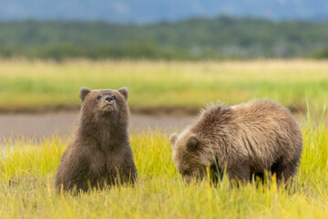 Coastal brown bear cubs in Katmai National Park in Alaska © Patrick