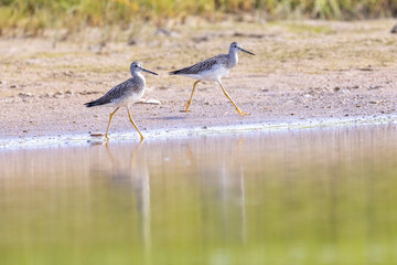 A wild greater yellowlegs along the shores of Hallo Bay in Katmai National Park in Alaska.