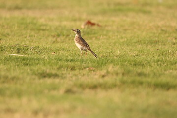 Paddifield Pipit