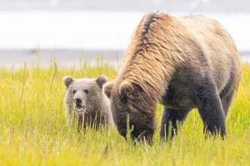 A mother coastal brown bear with cubs in Katmai National Park in Alaska.