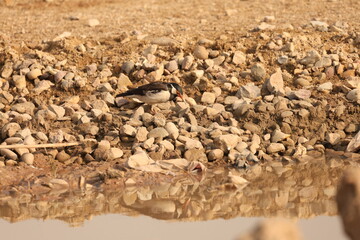 Pied Starling